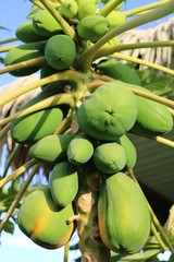 Papaye