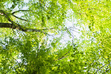Tree with bright, fresh, lush foliage. Green forest against blue sky, outdoors, bottom view background.