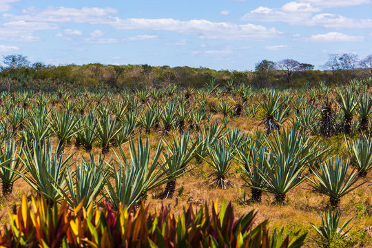 plantation of sisal or agave plants grown for the fiber in the leaves
