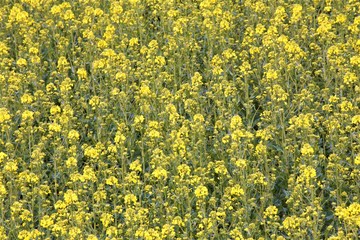 yellow field of dandelions