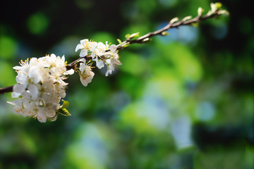plants, greenery, nature, feuille, trees, ganja, cannabis, flower, gras, macro, hemp, cactus, pine, close up, medicine, natural, mangrove, close up, herb, feuille, isolated, water, spring, jardin