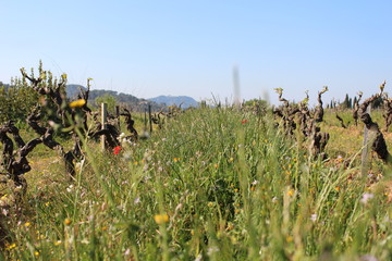 Champs de vigne au printemps.