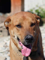 A young red-haired dog guard with brown eyes smiles and sticks out his pink wet tongue. Against the background of the street and the entrance to the booth.