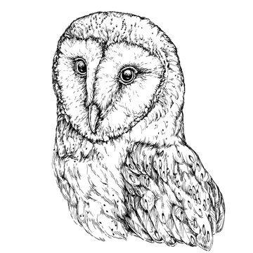 Hand Drawn Illustration of Barn Owl. Vector illustration