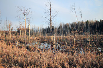 Swamp. Trunks of dead trees in the rays of the evening sun in spring.
