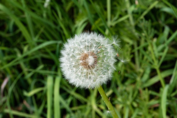 spent dandelion with seeds in grass