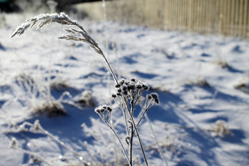 Obraz premium Dry grass covered with hoarfrost closeup.
