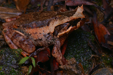 image of a Kinabalu Horned Frog from Borneo - Megophrys baluensis