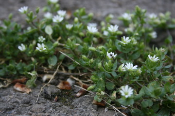 the flowering of trees in the spring garden