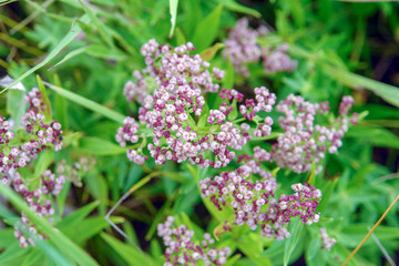 Obraz premium Meadow flower yarrow on natural background. Selective focus