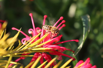 L' abeille et son travail printanier.