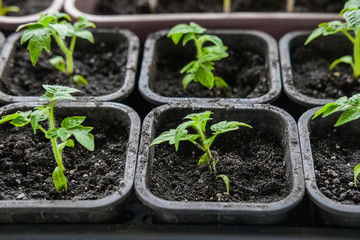 Tomato seedlings in small pots for growing