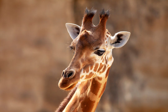 T&ecirc;te de girafe d'Afrique en gros plan, de face