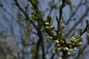 the flowering of trees in the spring garden