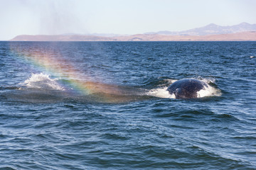 Schwimmender Buckelwal mit Regenbogen vor Morro Bay in Kalifornien