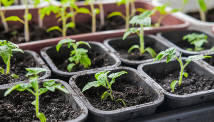 Tomato seedlings in small pots for growing