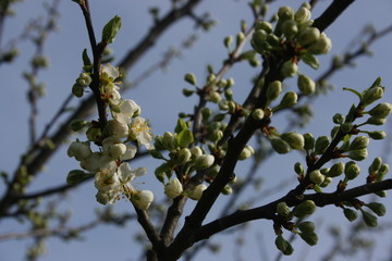 the flowering of trees in the spring garden