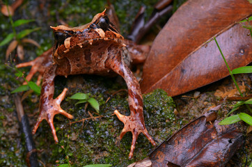image of a Kinabalu Horned Frog from Borneo - Megophrys baluensis