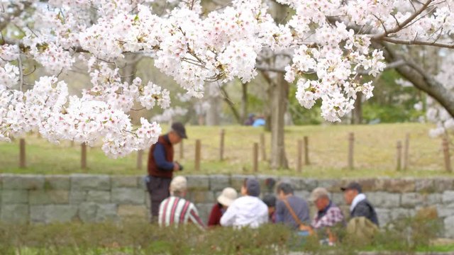 お花見をするシニア　高齢者　公園　桜　