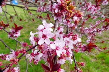 Bl&uuml;te der Blutpflaumen
