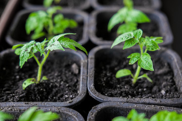 Tomato seedlings in small pots for growing