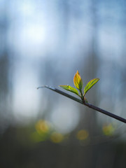 green leaves on a sunny day