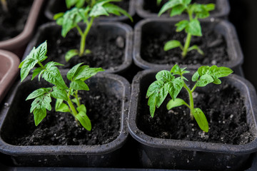 Tomato seedlings in small pots for growing