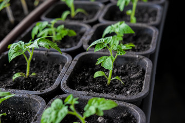 Tomato seedlings in small pots for growing