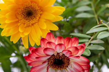 Gerbera flower - macro photography red, yellow, orange, pink with detail of Gerbera flower with another blurred flower in the background.
