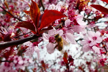 Bienen im Frühling