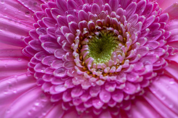 Gerbera flower - macro photography red, yellow, orange, pink with detail of Gerbera flower with another blurred flower in the background.