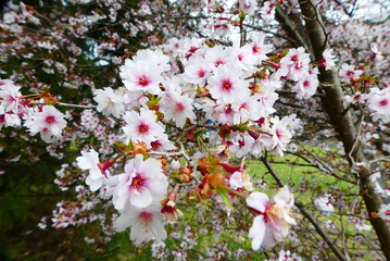 Blüte der Zierkirschen