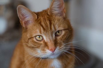 A portrait of an adorable young domestic ginger tabby cat sat at home next to his scratching post
