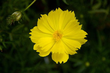 Close-up of Yellow Cosmos