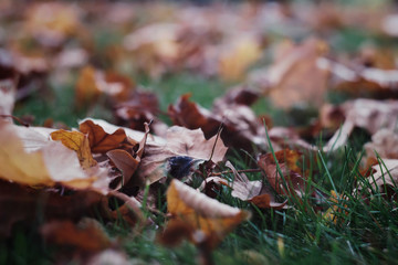 Yellow dry leaves on the grass, autumn landscape.