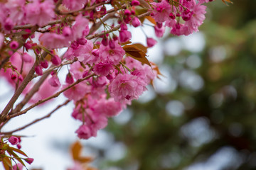 Japanische Blütenkirsche an einem schönen Frühlingstag