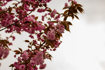 Japanische Blütenkirsche an einem schönen Frühlingstag