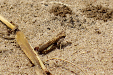 grasshopper