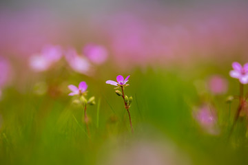 Wiese mit violett gefärbte Pelargonie an einem schönen Frühlingstag