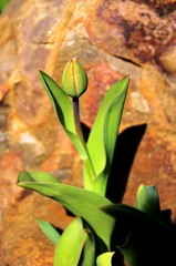 close up of young tulips, navel and green tulip leaves growing in the soil on the flowerbed on the background of the brown stone