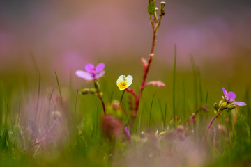 Wiese mit violett gefärbte Pelargonie an einem schönen Frühlingstag