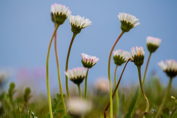 Gerbera ambigua an einem schönen Frühlingstag