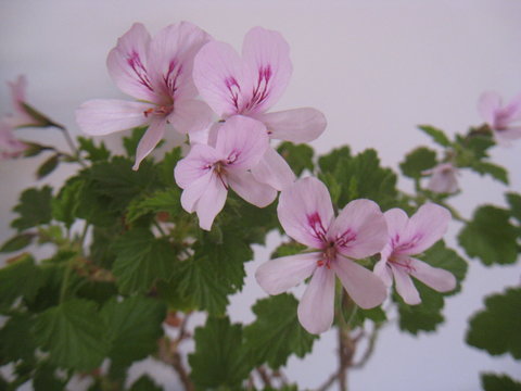 flores rosas de planta de citronela Repelente de insectos