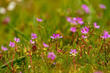 Wiese mit violett gefärbte Pelargonie an einem schönen Frühlingstag