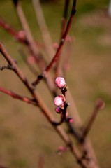 close up branch of peach tree with pink navel growing in the garden, gardening organic fruits on the farm