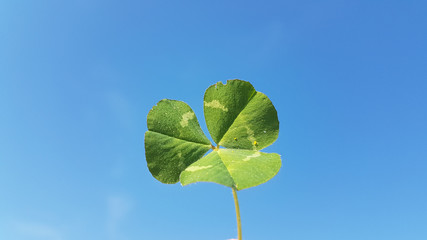 clover leaves isolated in blue sky background