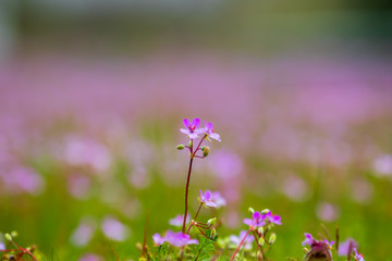 Wiese mit violett gefärbte Pelargonie an einem schönen Frühlingstag