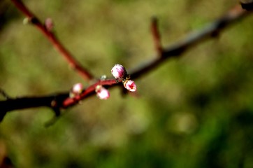 close up branch of peach tree with pink navel growing in the garden, gardening organic fruits on the farm