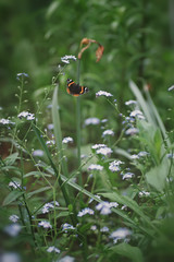 Beautiful butterfly flutters in the meadow.