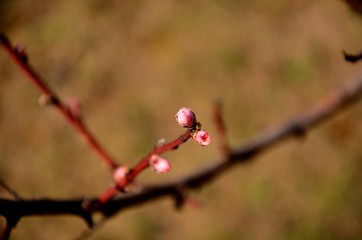 close up branch of peach tree with pink navel growing in the garden, gardening organic fruits on the farm